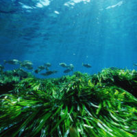 posidonia