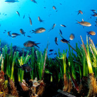 posidonia oceanica